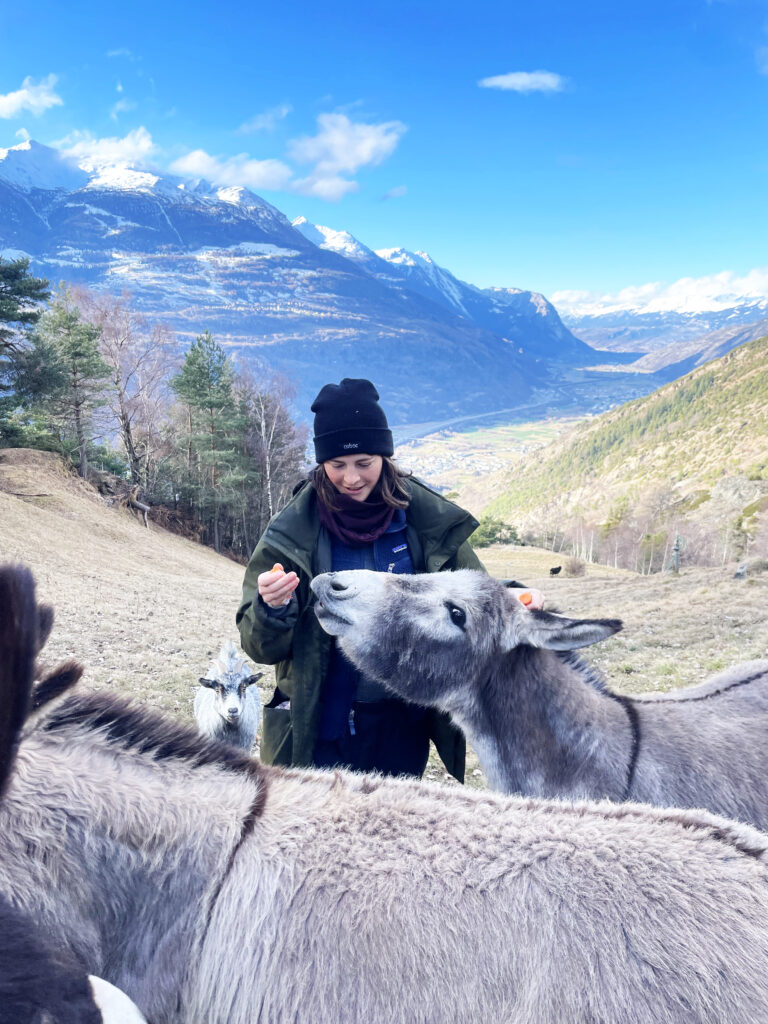 Jessy feeding a donkey